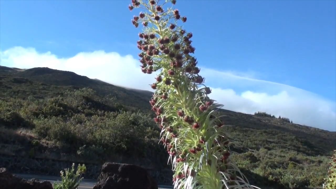 国家公园|全球最奇特的花，每六十年开花一次，已被列为珍稀物种