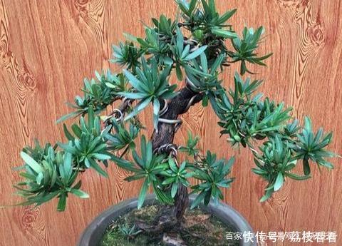 最有价值的6个树桩,做成盆景增值潜力大