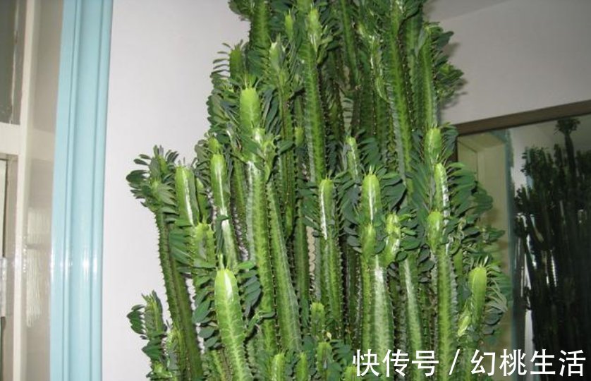 镇宅|有钱人都养3种花,镇宅又旺财,好养漂亮,养在客厅最合适