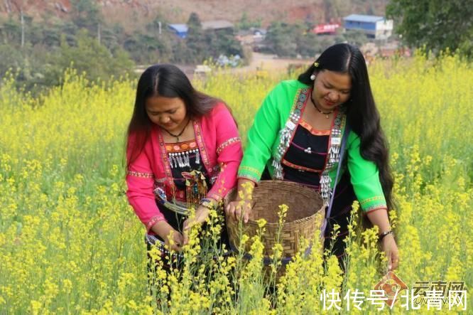 返乡|李春慧承载梦想的三亩油菜花地