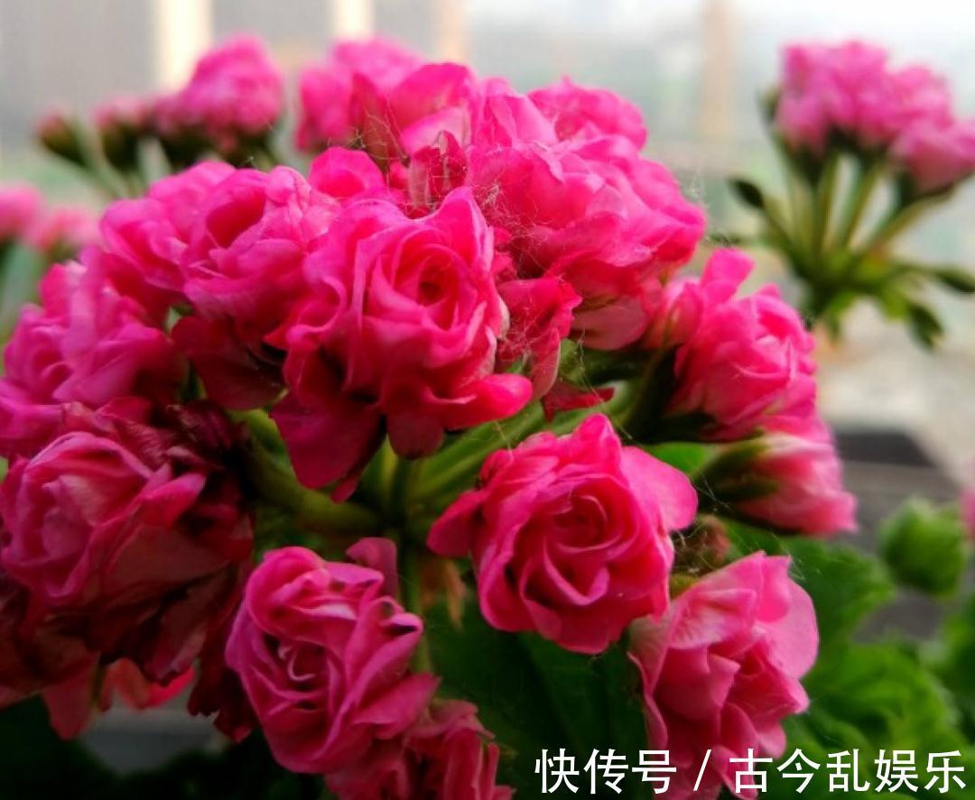 天竺葵|适合秋天养的12种花,耐阴又耐寒,秋冬长得更精神