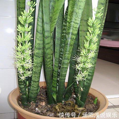 养这10种花，再喜欢也别多浇水，少浇水，不管它，反而花更多