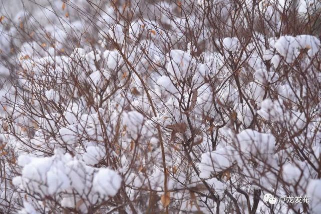 圆明园|雪后美景！