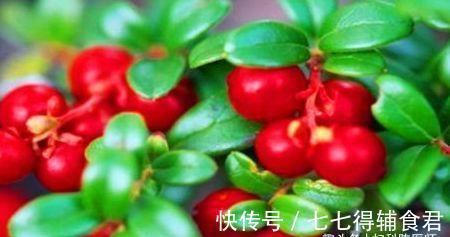 西梅|人体变美都会吃,多吃的食物,排毒养颜、增强体质,预防早衰