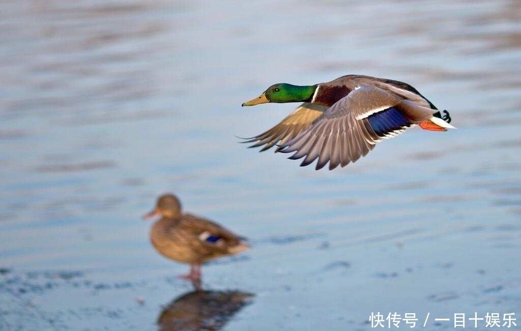 明明都是蛋,为什么只有咸鸭蛋,没有咸鸡蛋?