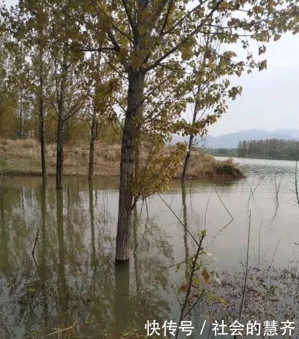 钓位|本味三兄弟,助我擒板鲫!