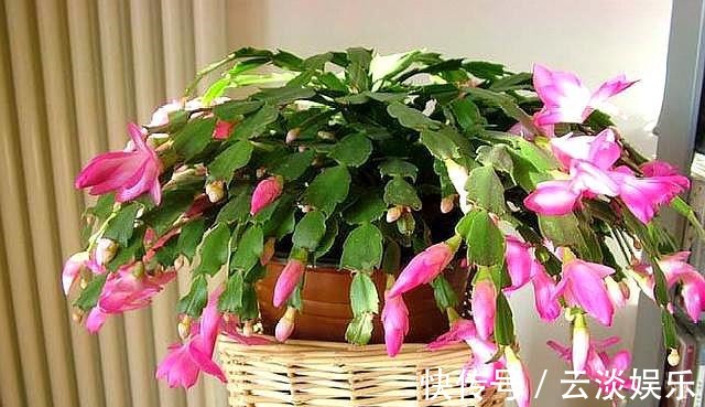 蟹爪兰用“它”养，根系发达叶片厚，新叶不断冒，开花“几百朵”