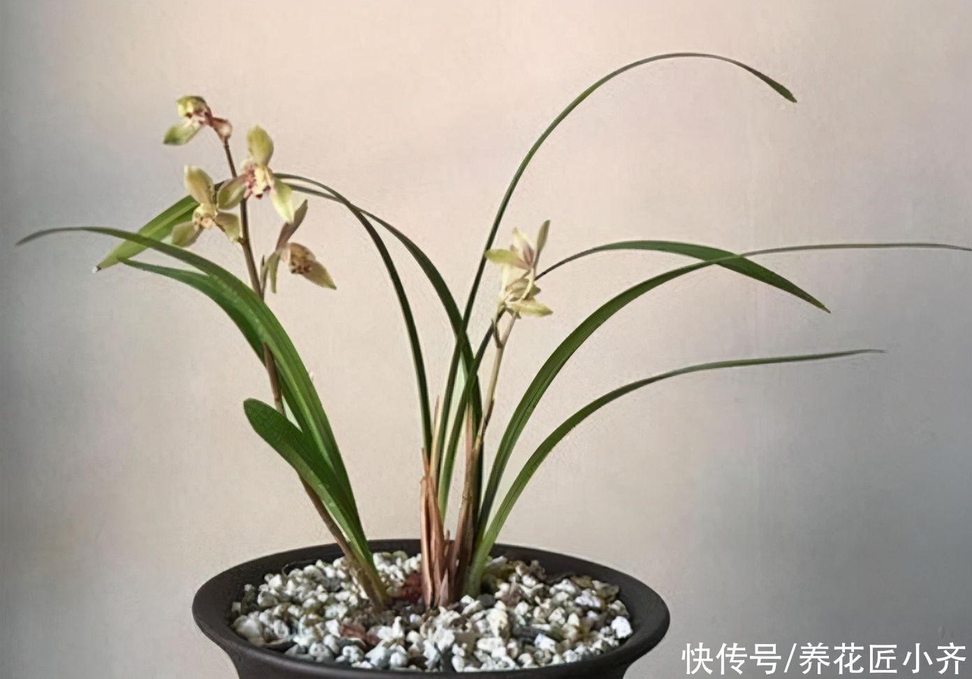 家中常见的这些花，摆放位置很关键，否则花期短，甚至不开花