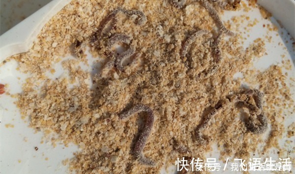 冬钓大鲫鱼,蚯蚓饵料的升级用法,鱼咬钩更猛,万能钓饵不是盖的