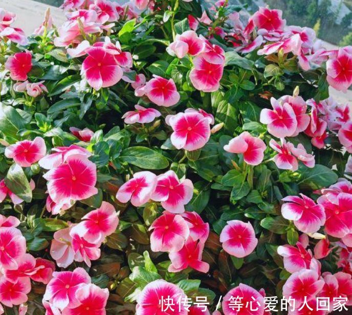 4种花是“爆盆能手”，好养易活，浇水就疯长，开花爆盆很容易