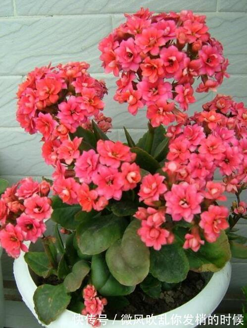 养花长不好教你几招,四季油绿,花比叶还多,养啥都爆盆