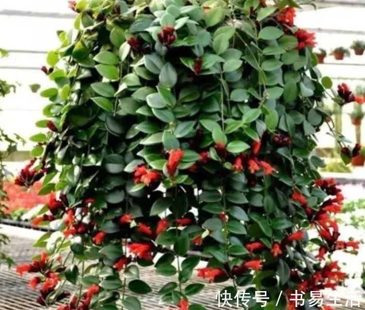 花朵|吊起来养的“4种花”,好看好养不占地,一次开出200朵,美