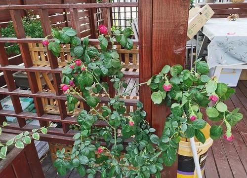 月季花开的不精神，植株突然萎蔫？都是因为没做好这一点！