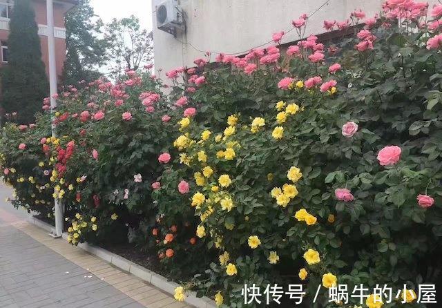 月季花|掌握了月季花的这些生长条件,不信你还会养不好月季花
