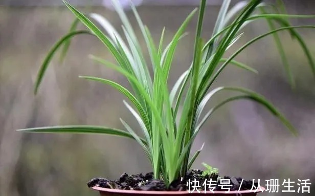 脱水|网购的兰花叶子脱水怎么办?两个细节决定成活率,操作很简单