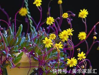 找到一款好养的多肉,耐寒不怕水,还经常开花
