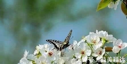 天涯何处无芳草$苏轼的词风婉约起来,连柳永也很难企及,这首词就是一个鲜明例子