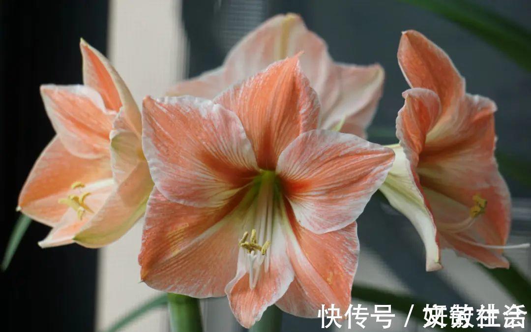 家里养盆朱顶红,开花个个比脸大,牛年养它“注定红”!