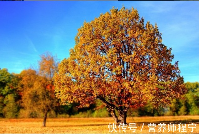 秋季|秋季谈养生：养肺润肺少不了，3个懒人方法，简单方便免费