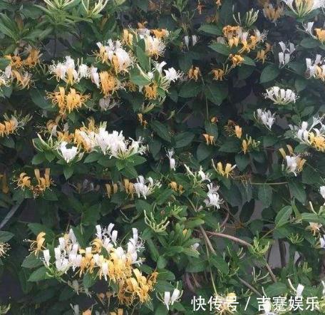 阳台养3盆“墙壁花”,一开花就爬满墙,半月不到变成“花阳台”