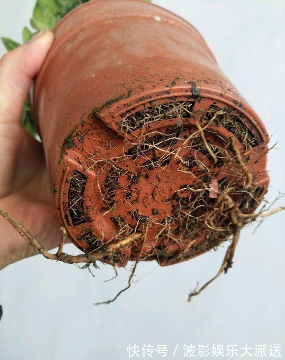 养花先“养根”,高手用一招,养出根系“一尺长”,开花特别旺