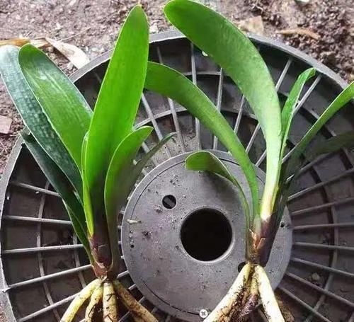 花盆|养君子兰,记住5个小口诀,养一盆旺一盆