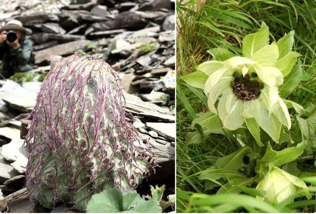人称“水母雪兔子”,一生只开一次花,这种植物很漂亮见到请珍惜