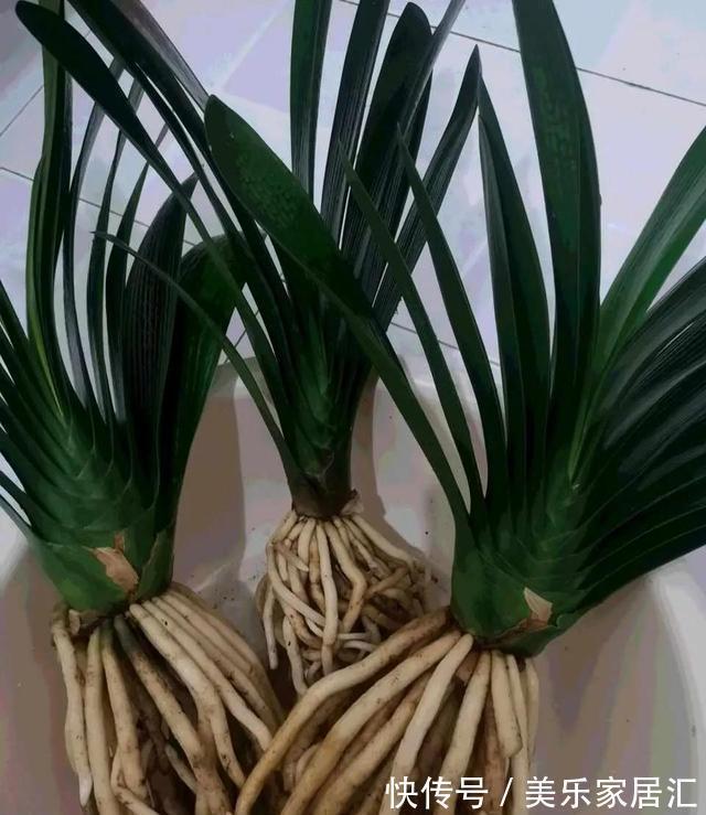 君子兰翻盆，土里扔一把颗粒，透气肥效好，花根不腐烂