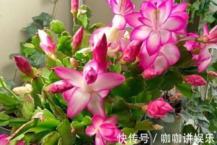 美极了|适合养在客厅的花卉,花大色艳易打理,美极了