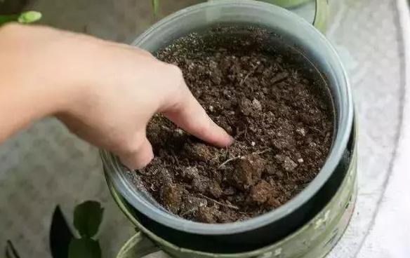 养花施肥篇这些垃圾可变废为宝,成为盆栽植物的''催化剂''