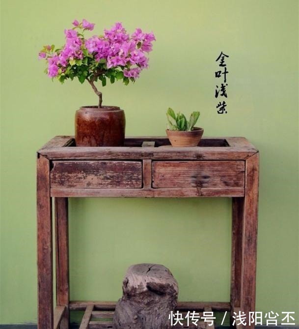 口水|养三角梅的最高境界，看得我直流口水！养三角梅的最高境界，看得我直流口水！