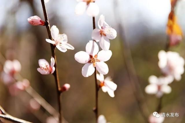 早春花枝俏，清水桃花朵朵开