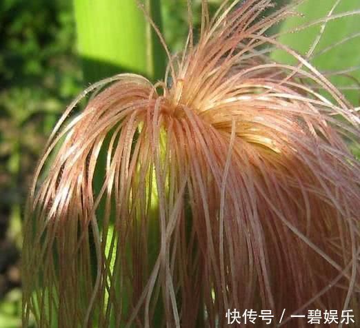 血压|别看它不起眼, 却是天然的“降压药”, 经常吃一吃, 远离高血压