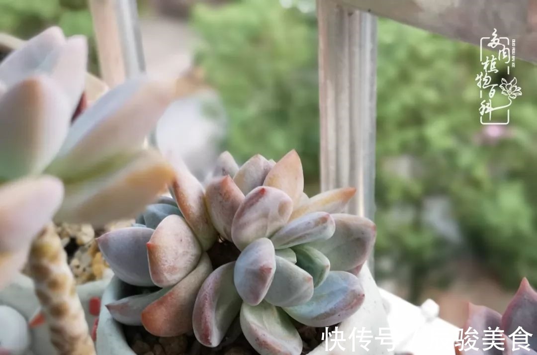 蓝苹果|经历一个夏天的摧残,方知皮实好养的多肉才是真爱!