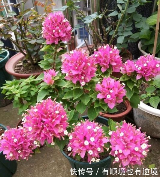 养三角梅如果不懂“扣水”，它就几乎不开花，养花高手都这样操作