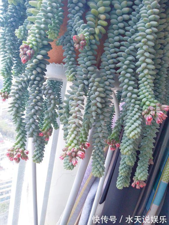 7种多肉,一养就爆盆,长长垂下来,变成“肉瀑布”,美煞人