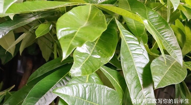 家养发财树,学会这“3件事”,轻松养得旺,叶片油绿!