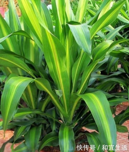 家里养这几款植物,娇小不占地,财源滚滚来,懂花的人都在养