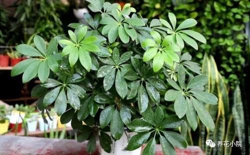 养鸭脚木，这个位置“剪一刀”，长得枝繁叶茂，株型更美观