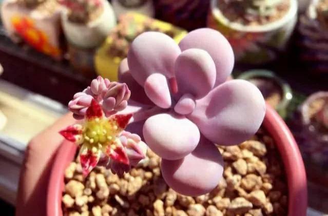 桃蛋,不要拿桃美人冒充,它不配和做姐妹,你知道区别在哪嘛