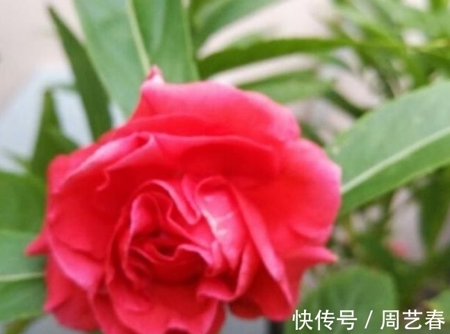 家有庭院就养“此花”,花期长达300天,好养又漂亮