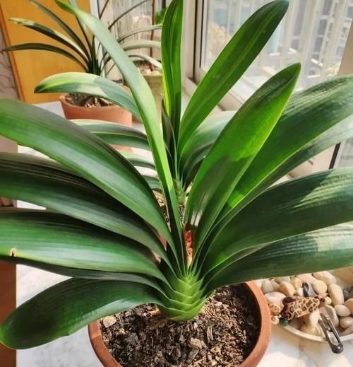 君子兰还不抽箭?“戴个帽子”最好使,坚持20天,开花太容易