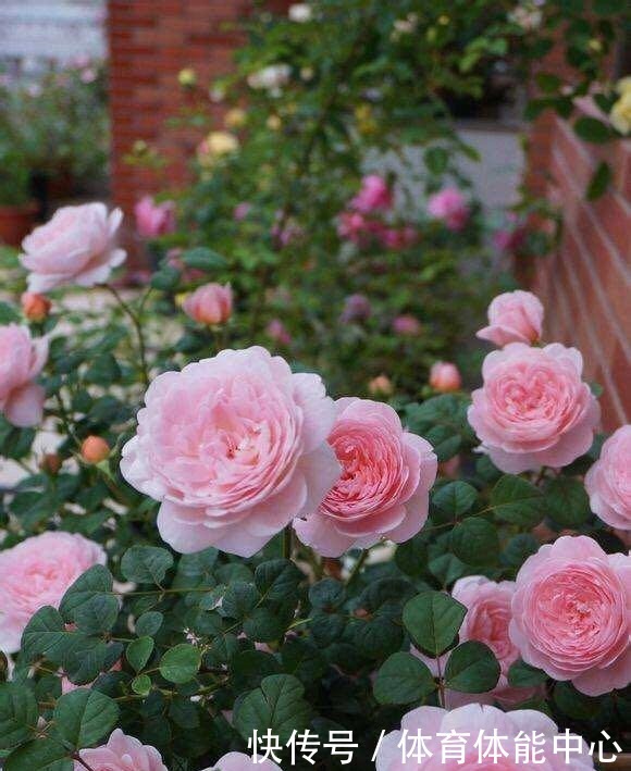 月季藏有“小开关”，长出“这种”枝条别乱剪，养2周花朵爆盆！