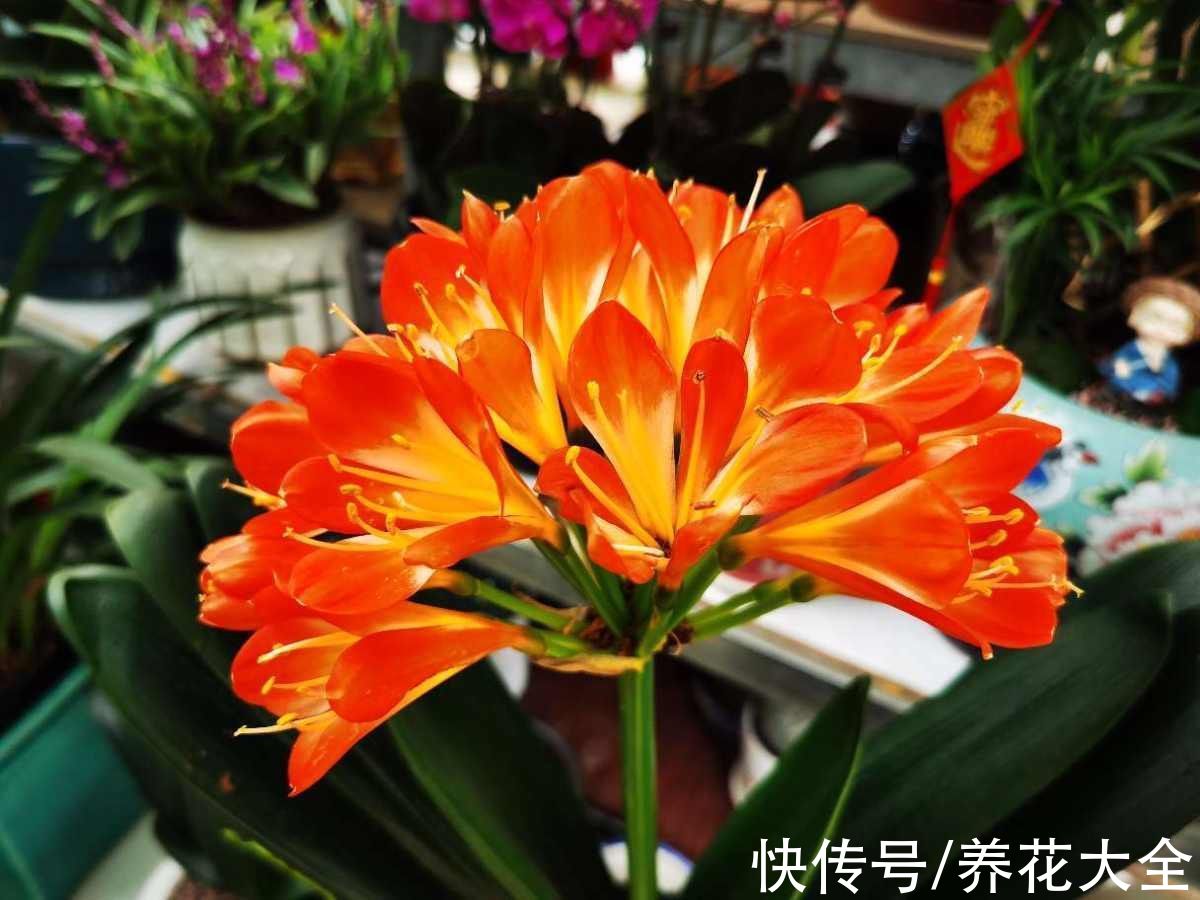 6种花是“醋坛子”，两个星期一杯醋，叶子油绿花开爆