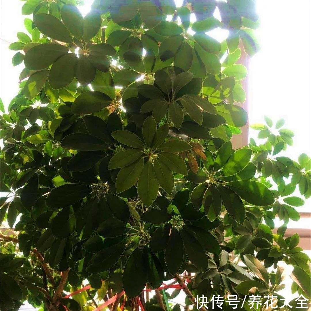 10种花越高越值钱,能长到2米,大高个霸气镇宅