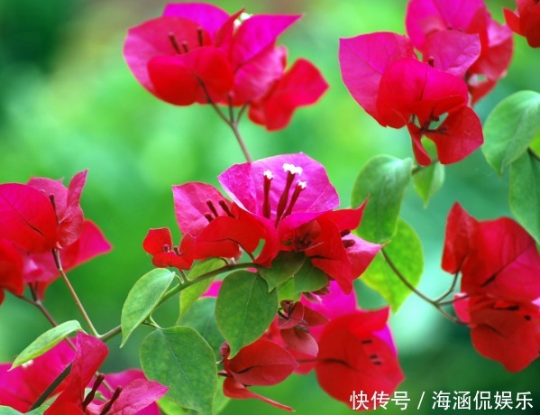 扶桑花|推荐几朵香香花,夏天开花不断,放在室内,香香一整夏,花开艳丽