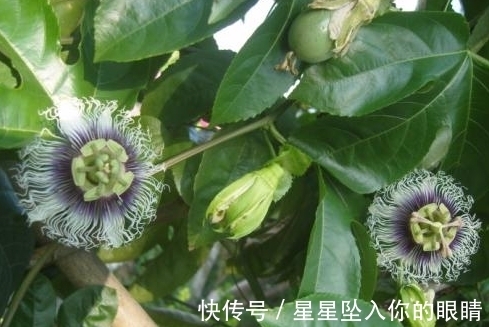 止咳|农村常见的一种野果,能够清肺止咳,还可用于祛除皮肤角质