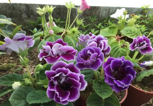 室内养护|此款耐阴花,颜值高好养护,采光不好也能活,值得拥有!