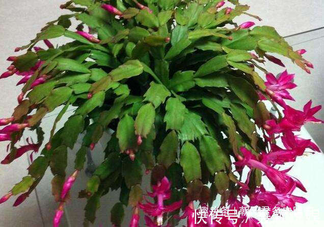 养蟹爪兰,花盆里撒点‘小豆豆’,叶子坚挺开花旺