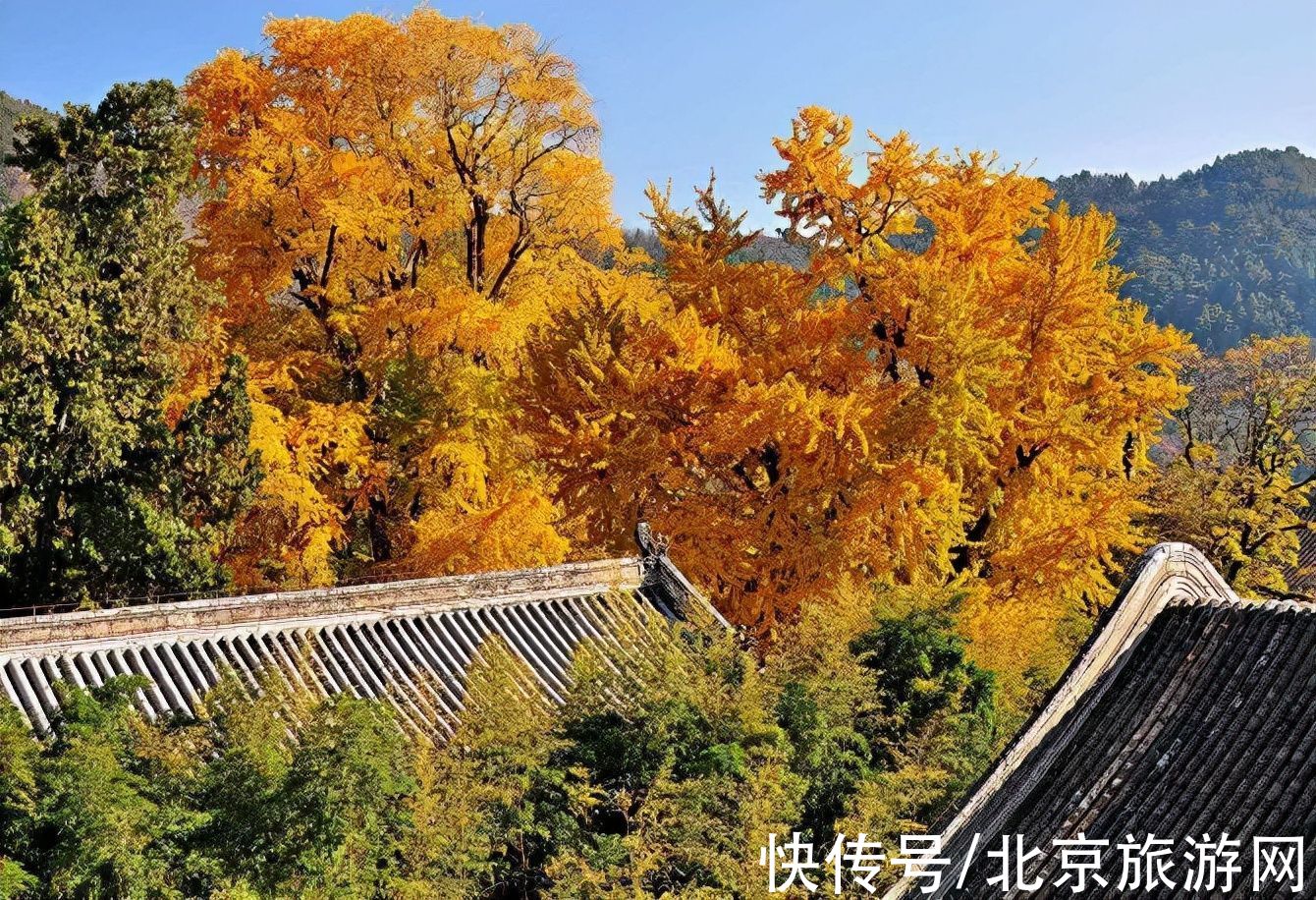 潭柘寺|神奇帝王树，又到一年金灿灿的时候！